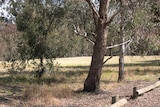 Stirling Park on Lake Burley Griffin's southern foreshore is home to many endangered plants.