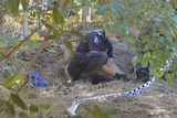 Police search site in Teneriffe Park on Brisbane's inner-north where human jaw bone found