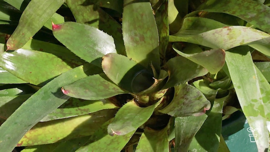 Bromeliad with water pooling in centre