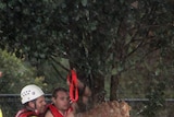 A man is rescued from a tree as floodwaters rage in Toowoomba