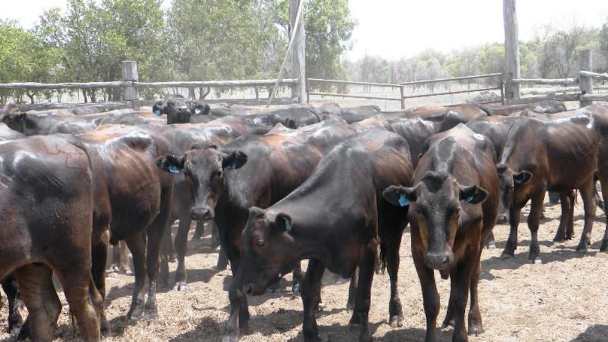 Wagyu steers with blue ear tags standing in a wooden and steel set of cattle yards near Emerald in Central Queensland.