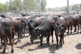 Wagyu steers with blue ear tags standing in a wooden and steel set of cattle yards near Emerald in Central Queensland.
