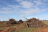 dead trees are piled up in a paddock ready for burning.