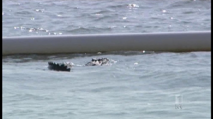 The croc swam free after one of the booms of the stinger net was released.
