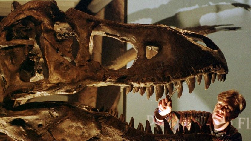Making tracks: Scientists say they have evidence that T Rex-style dinosaurs could swim