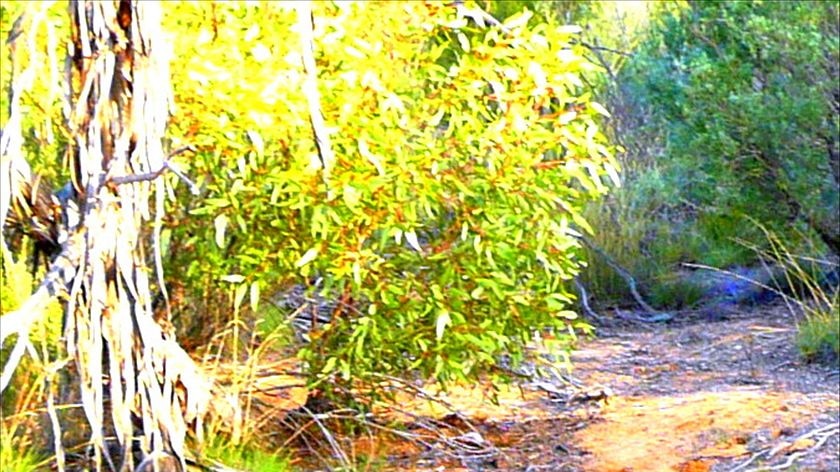 Mallee fowl