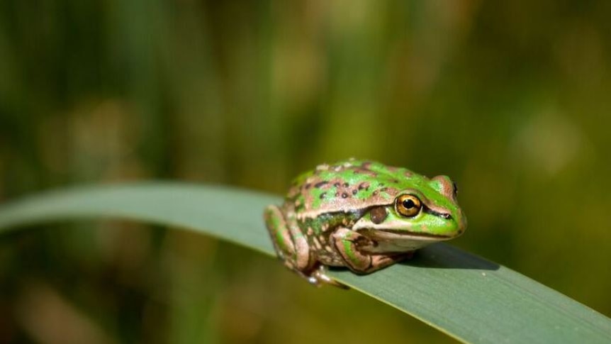 Yellow spotted bell frog on a broad leaf