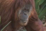 Adelaide zoo orangutan Karta after giving birth to stillborn infant