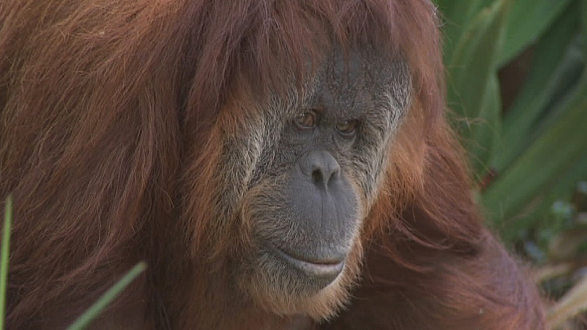 Adelaide zoo orangutan Karta after giving birth to stillborn infant