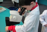 Child looking through microscope