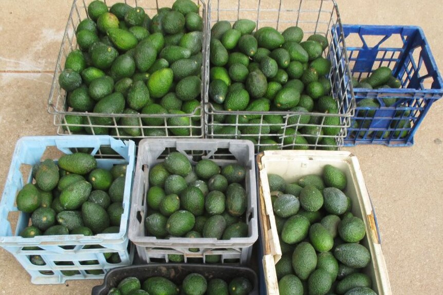 Crates of avocados at a Riverland property.
