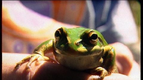 Hand holds green tree frog