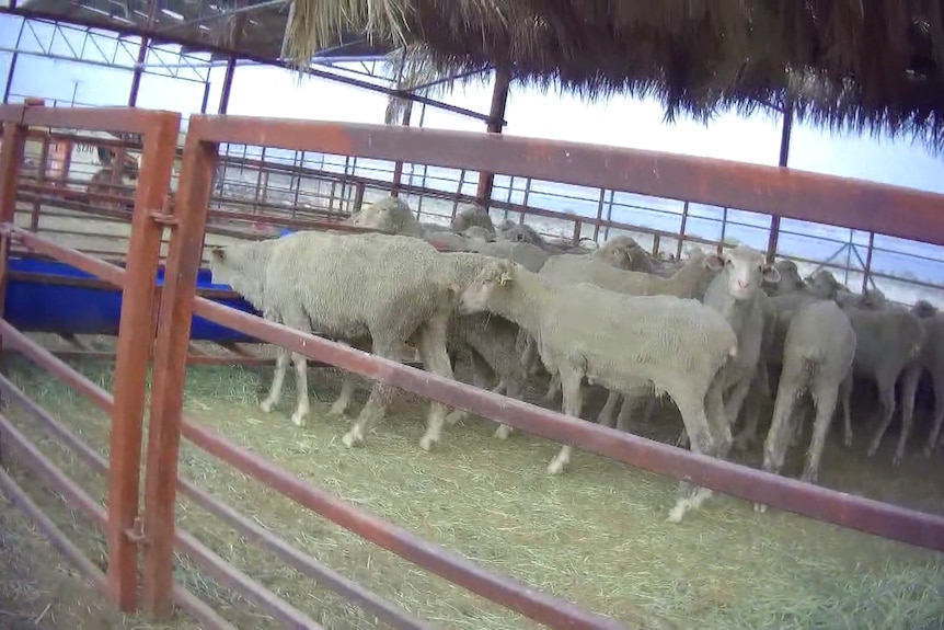 Footage froma button camera of sheep in a feedlot.