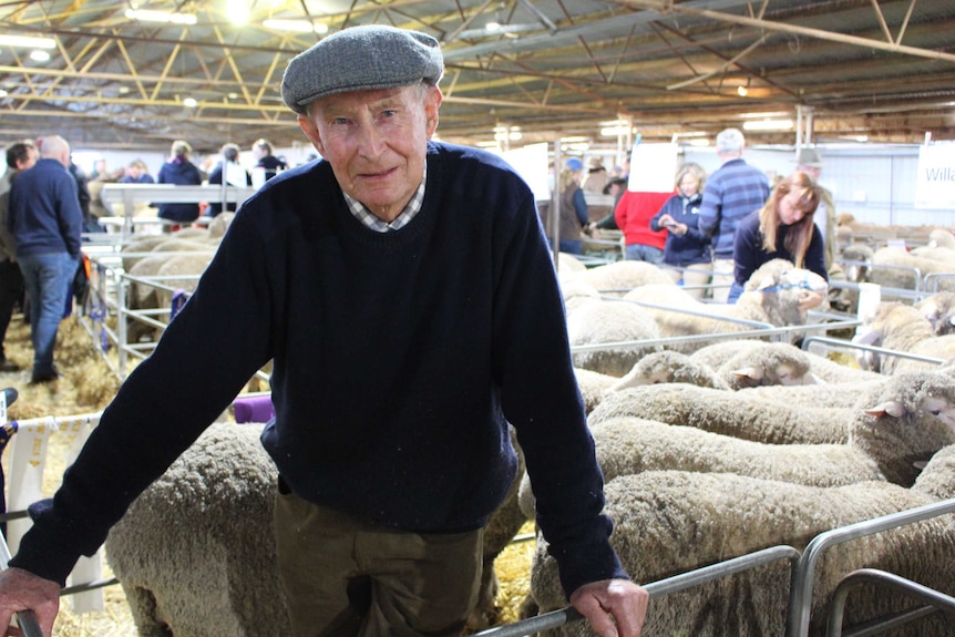 A man standing in a pen of Merino rams in a shed looking forward.