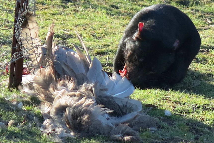 A Tasmanian devil eats a bird on Maria Island.