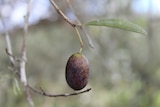 A ripe olive ready for harvest