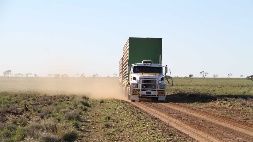 Colin Forrest driving his sheep truck on Boree Downs.