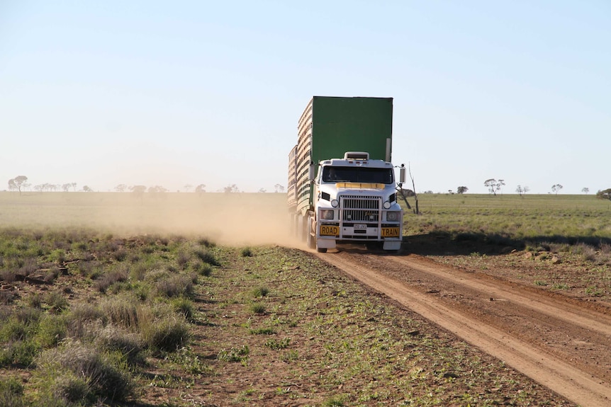 A sheep truck is being driven on a dirt road in the outback. Dust is flying up behind it. 