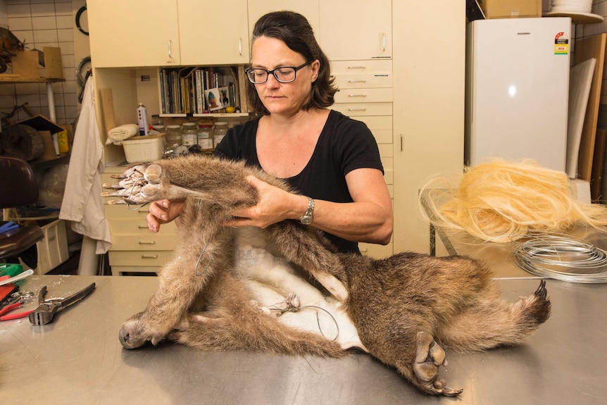 A taxidermist works on the pelt of a wombat