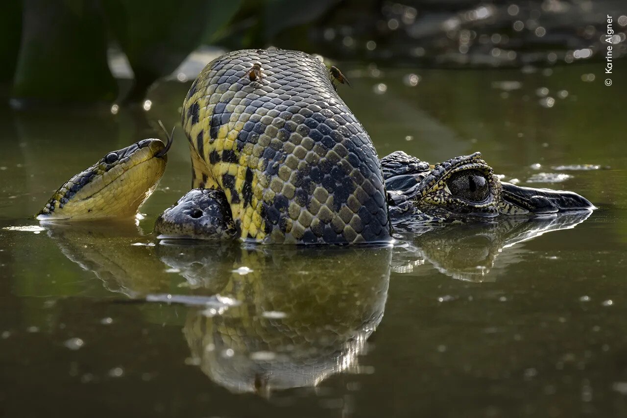 A yellow anaconda coiling itself around the snout of a yacare caiman 