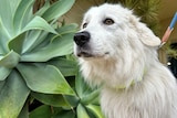 A white fluffy dog stands in front of a green plant. 