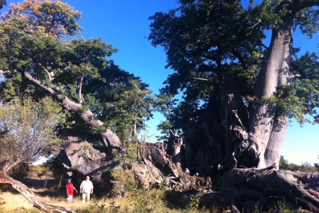 Dr Jack Pettigrew with a baobab tree