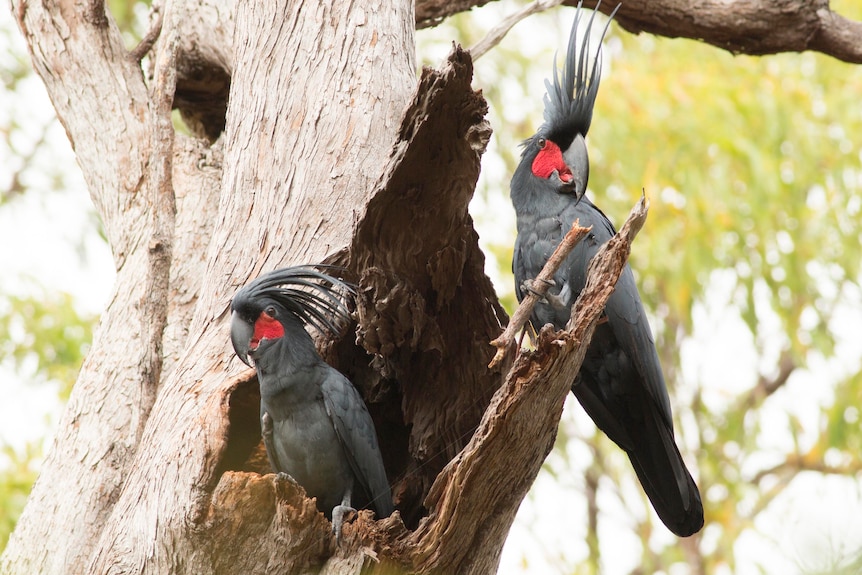 Two palm cockatoos sit in a tree