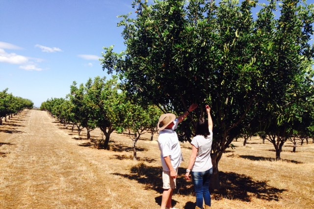 Carob farmers have a look at the green carob trees