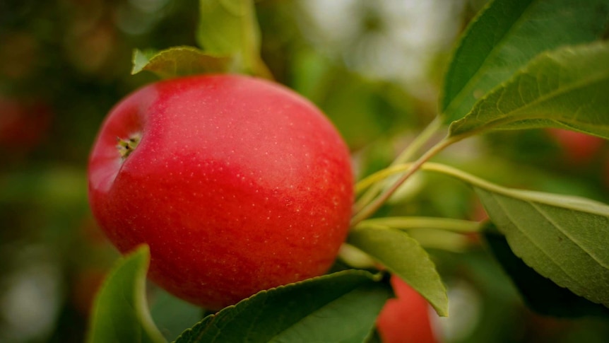 Tasmanian apple