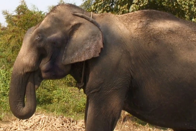 A blind elephant holds the tip of its trunk in its mouth while listening to music.