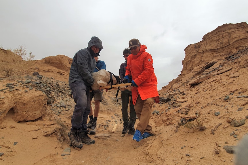 A group carrying a dinosaur bone down a desert hill, overcast sky. One man wears a bright orange jacket.