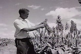 A black-and-white photo of a young man checking a sorghum crop in 1972