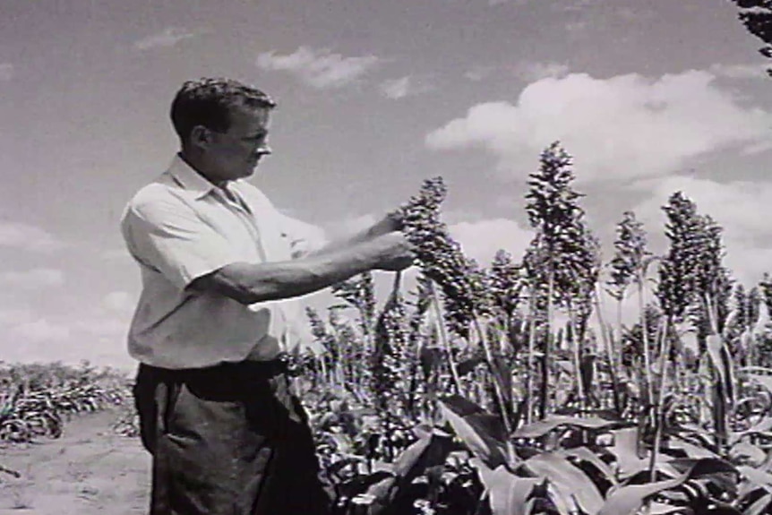 A black-and-white photo of a young man checking a sorghum crop in 1972