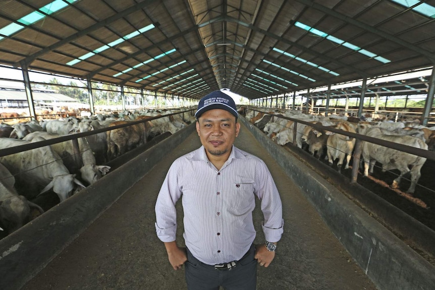 A man stands with his hands on his hips in an aisle between two cattle feedlots under a large shed roof structure.