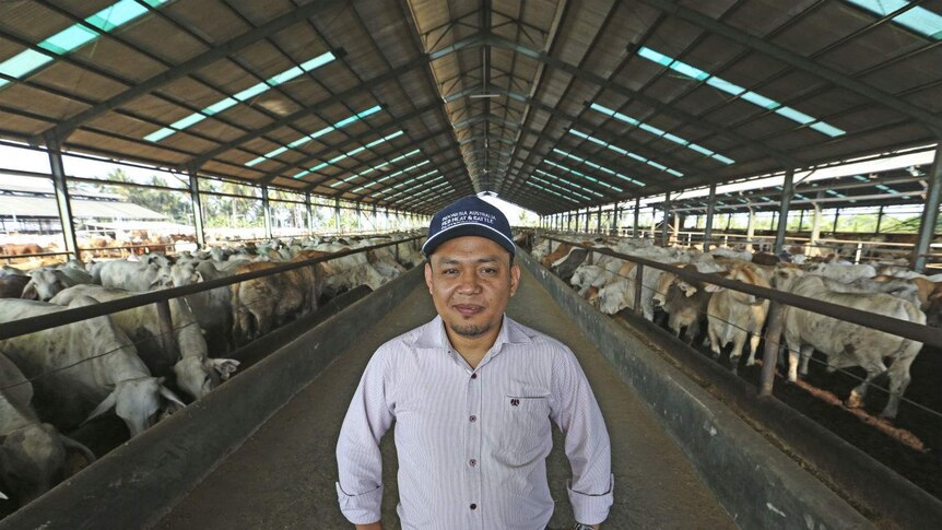 A man stands with his hands on his hips in an aisle between two cattle feedlots under a large shed roof structure.