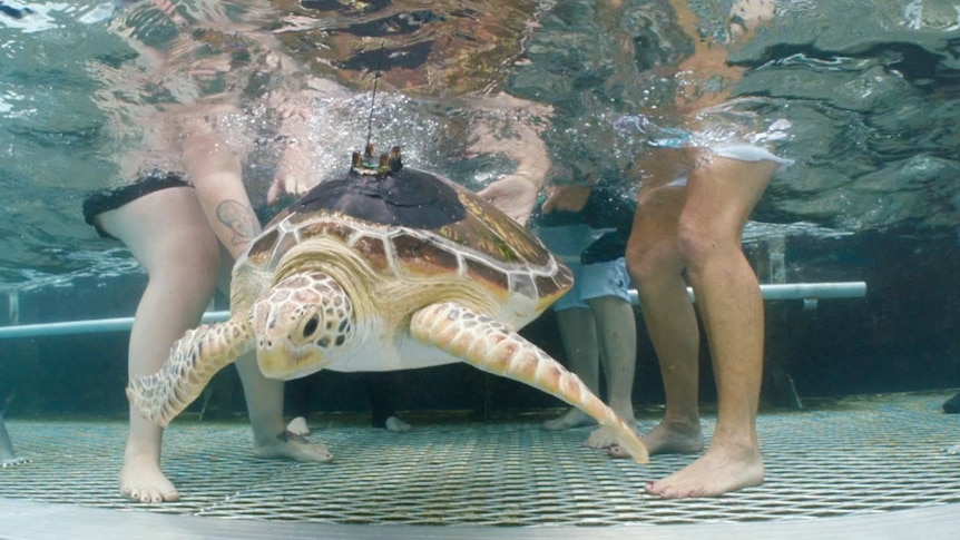 Dianne turtle release