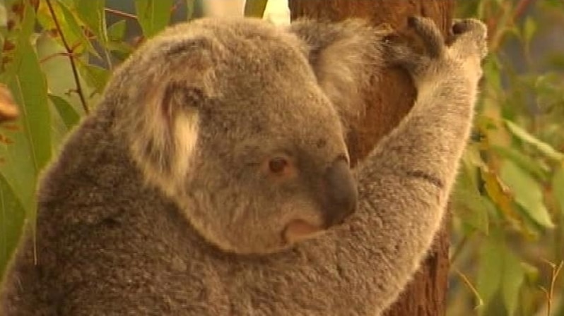 Koalas endangered