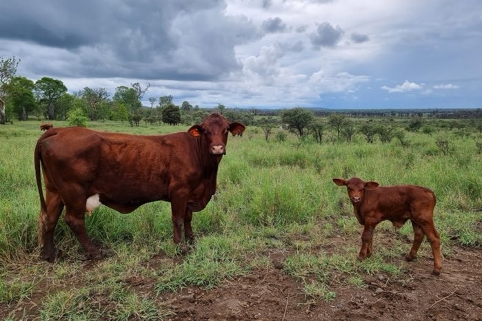 A cow and a calf in lush green green surrounds.