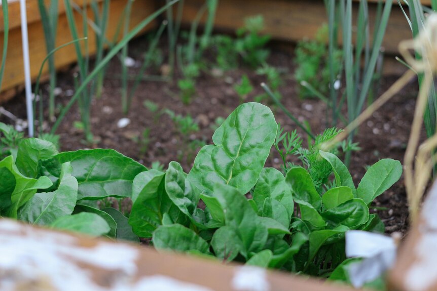 Close up shot of young leaves of spinach in a square patch of dirt, with other green shoots in the background.