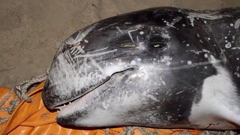 The Risso's dolphin could not be saved