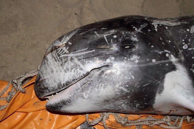 The Risso's dolphin could not be saved