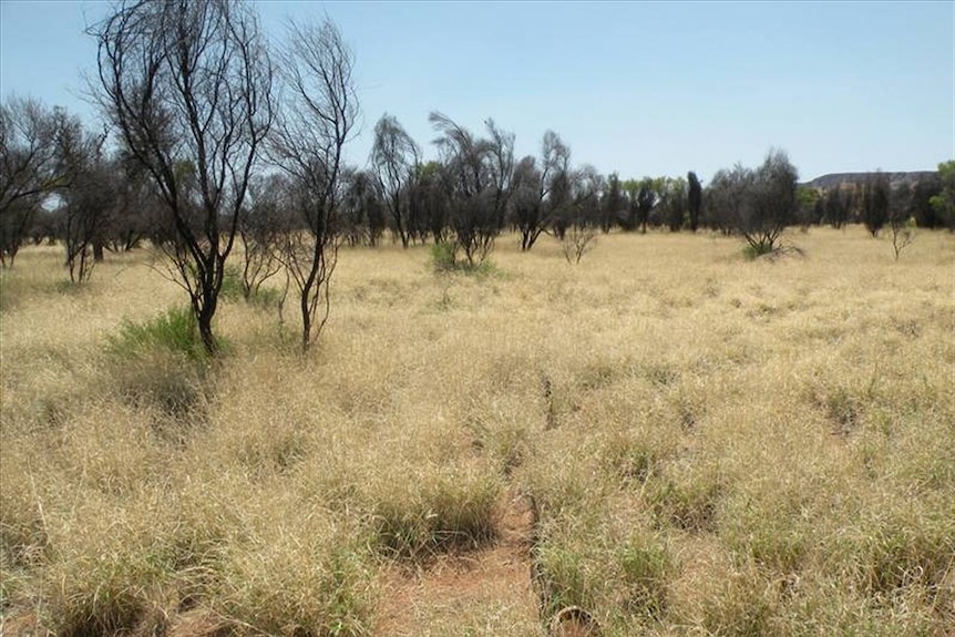 low grass doteed with same trees 