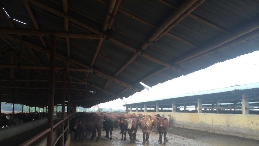 Australian cattle in the Animex feedlot