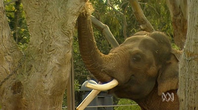 Caged: The elephants have now been on trucks for 24 hours. [File photo]