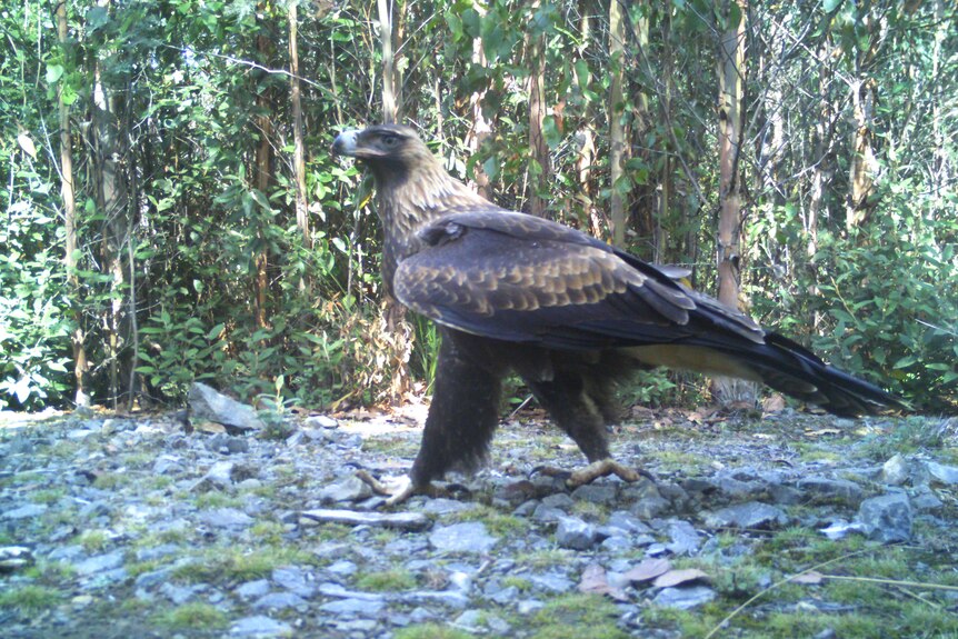 A wedge-tailed eagle walks along a gravel path in front of trees