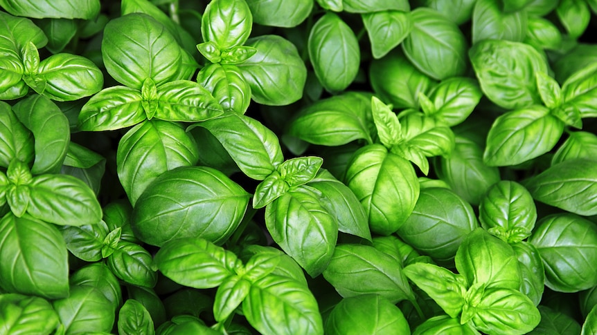 Basil plant.