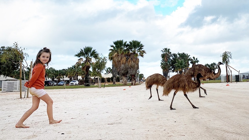 A girl in a long-sleeve orange shirt walking near three emus on sand