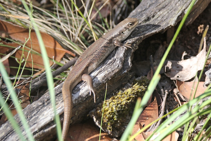 A skink clings to a log in bushland.