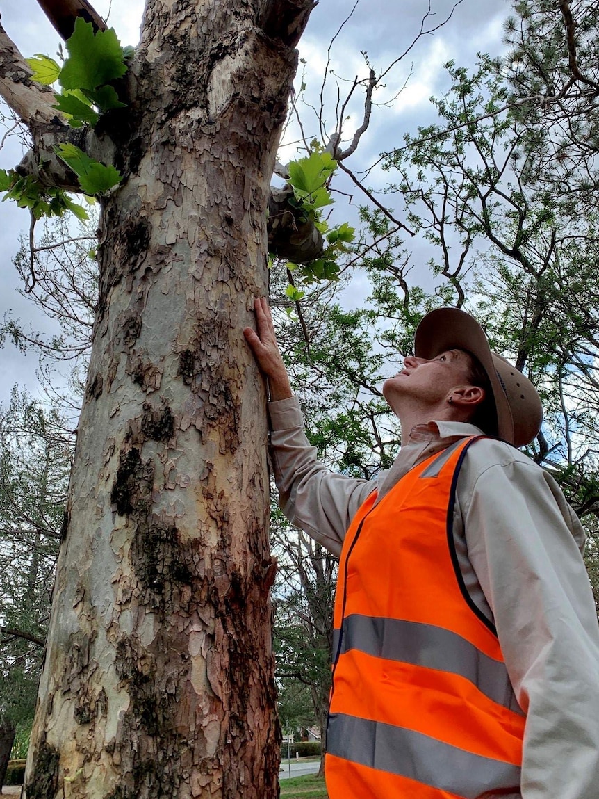 A woman in hi-vis clothes and a hat looks up towards the top of a tree.