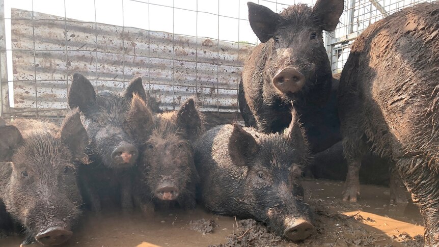 Several black pigs standing or lying in a muddy yard.